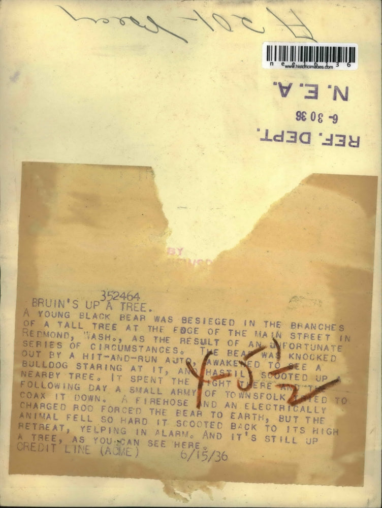 1936 Press Photo Young black bear in a tree as keepers try to get it down