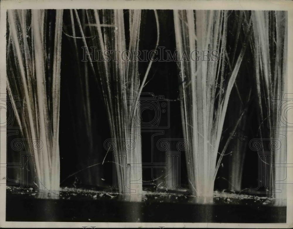 1936 Press Photo Closeup of Hairbrush Bristles, Macrophotography - nee16464