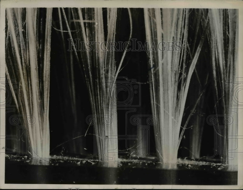 Load image into Gallery viewer, 1936 Press Photo Closeup of Hairbrush Bristles, Macrophotography - nee16464
