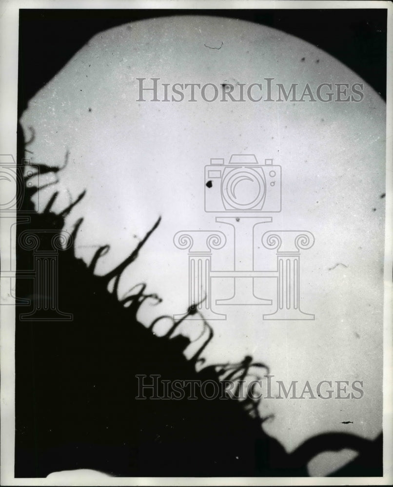 1943 Press Photo The hairs on the edge of a mosquito's stinger magnified