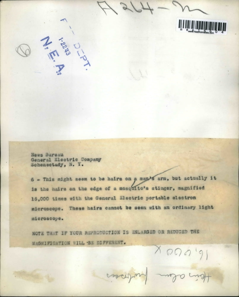 1943 Press Photo The hairs on the edge of a mosquito's stinger magnified