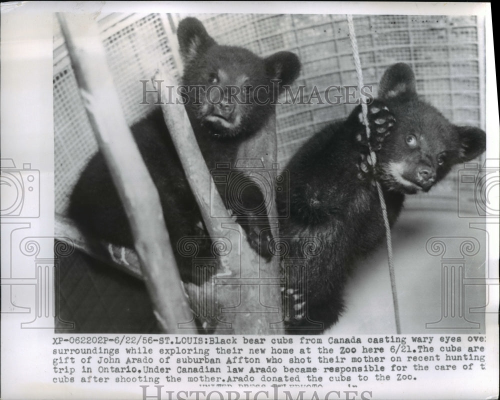 1956 Press Photo Black bear cubs from Canada casting wary eyes at the zoo.