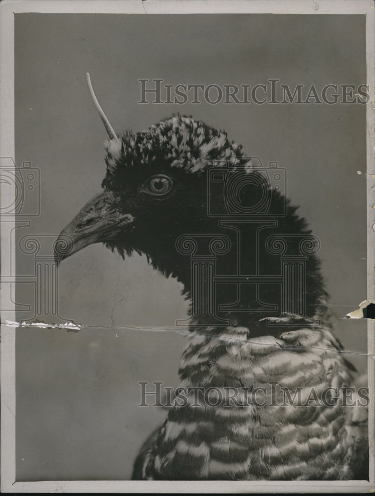 1930 Press Photo Horned Screamer, a South American bird and a powerful flier