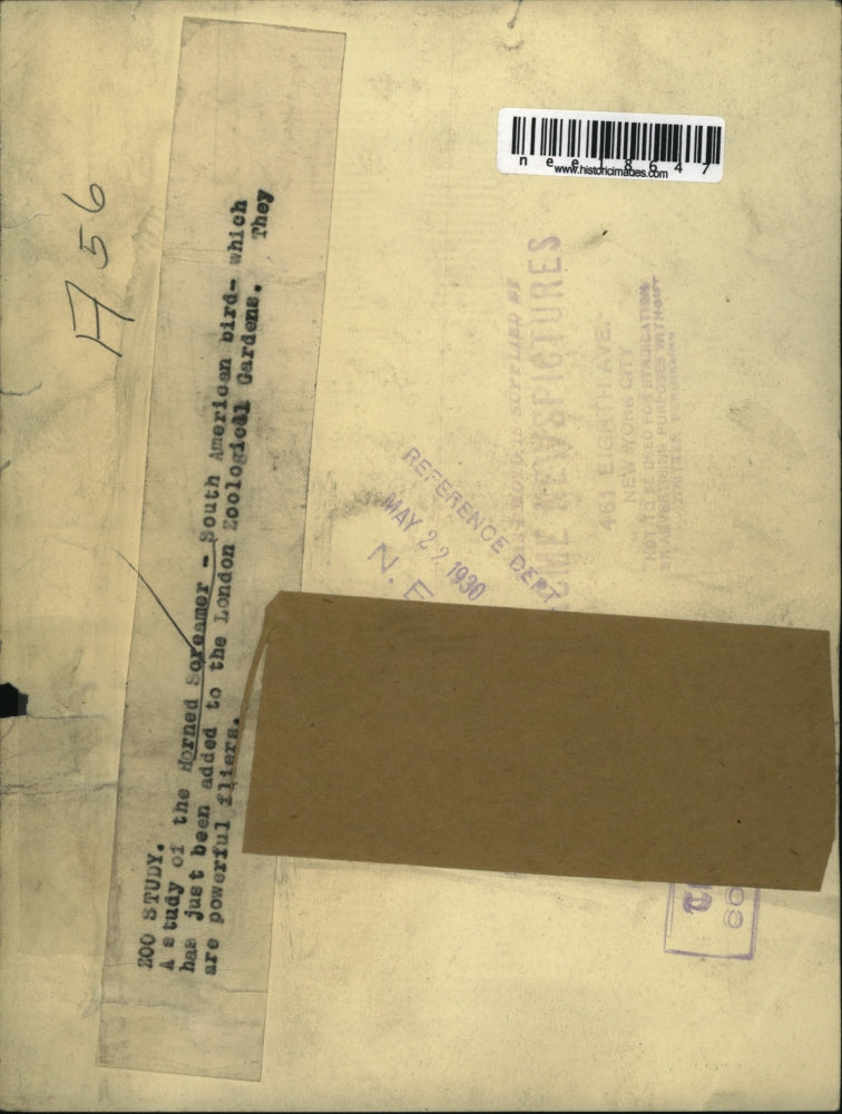 1930 Press Photo Horned Screamer, a South American bird and a powerful flier