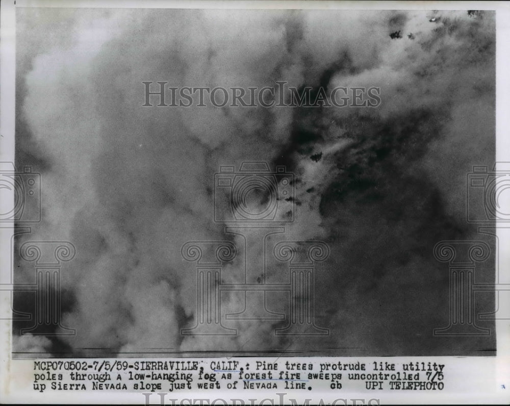 1959 Press Photo Pine Trees from fog as forest fire sweeps uncontrolled