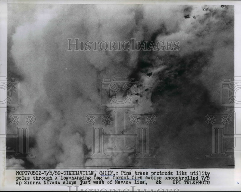 Load image into Gallery viewer, 1959 Press Photo Pine Trees from fog as forest fire sweeps uncontrolled
