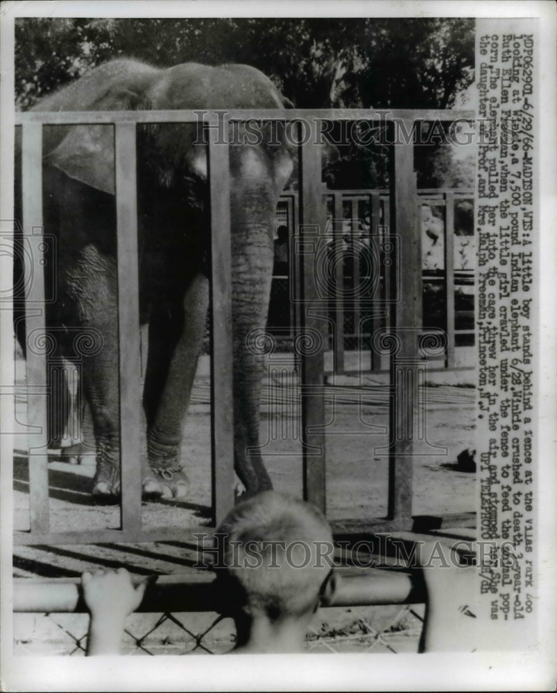 1966 Press Photo Boy stands behind the fence of Winkie,a 7.500 pound elephant