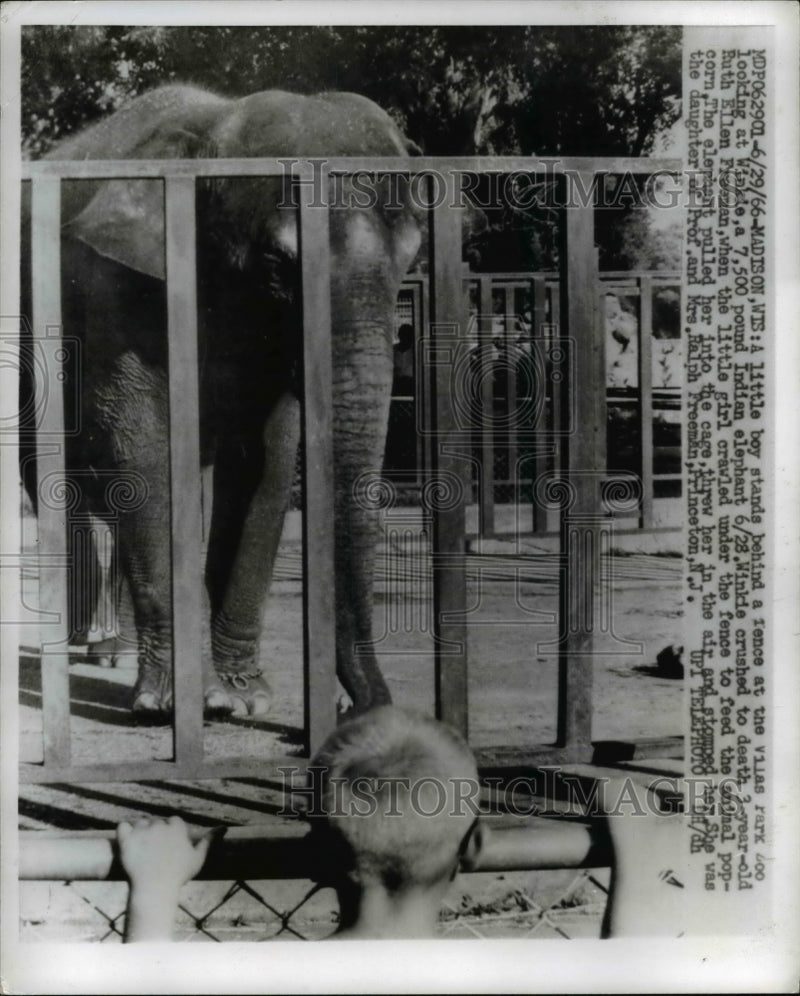 Load image into Gallery viewer, 1966 Press Photo Boy stands behind the fence of Winkie,a 7.500 pound elephant
