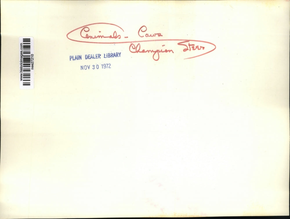 1972 Press Photo Kris Lindskog & Her Champion Steer at International Livestock S