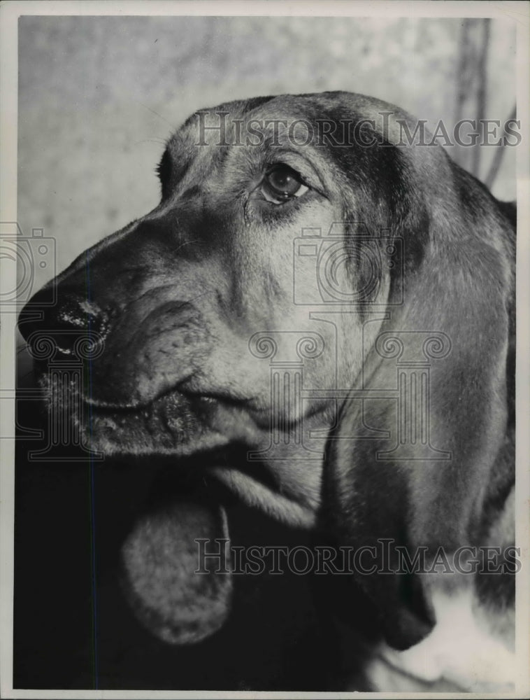 1952 Press Photo King, the Police Bloodhound - nee29450