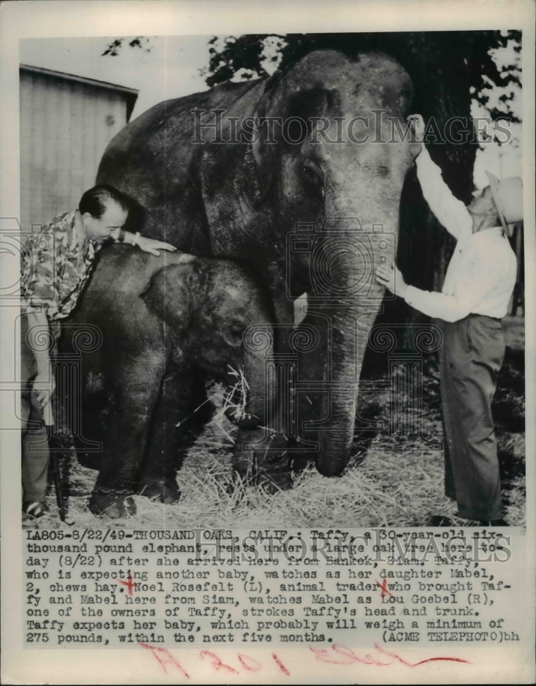 Load image into Gallery viewer, 1949 Press Photo Noel Rosefelt animal trader with Taffy and Mabel, elephants
