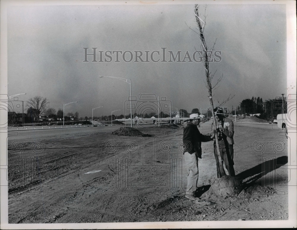 1966 Press Photo The planting of tree in Ohio - nee29687