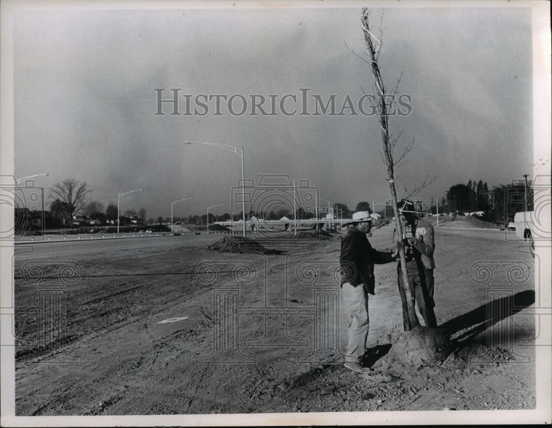Load image into Gallery viewer, 1966 Press Photo The planting of tree in Ohio - nee29687

