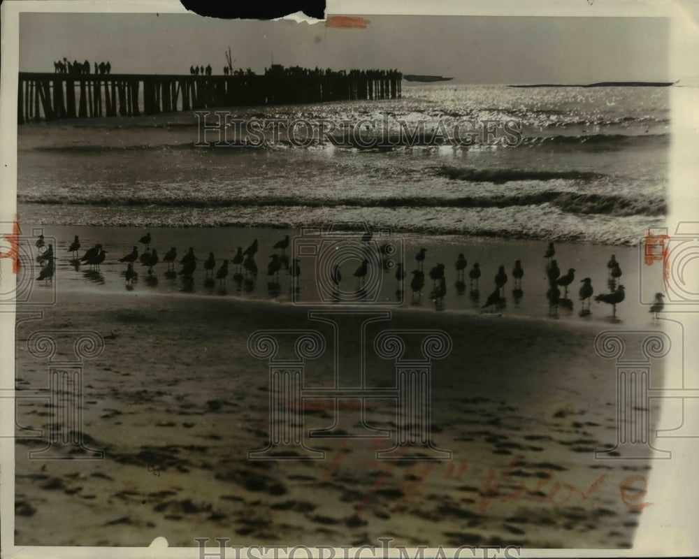 1927 Press Photo California Gulls On Pacific Coast Become Tame When Given Wood