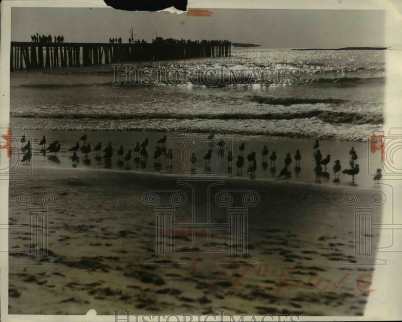 Load image into Gallery viewer, 1927 Press Photo California Gulls On Pacific Coast Become Tame When Given Wood
