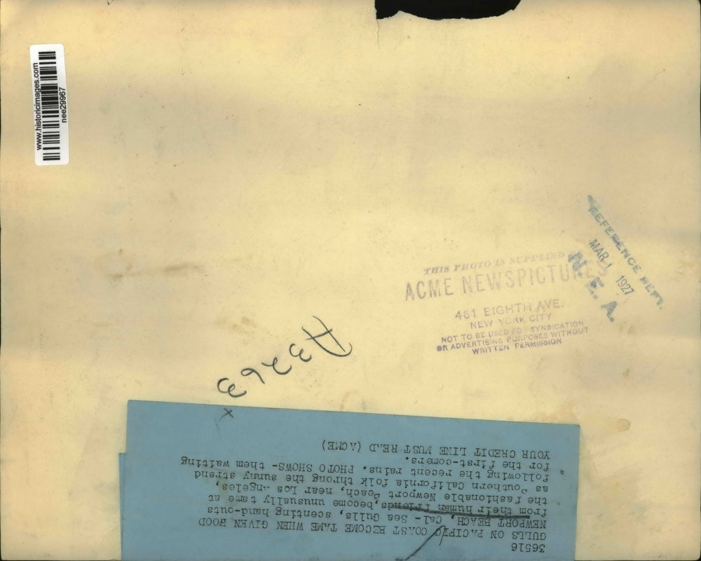 1927 Press Photo California Gulls On Pacific Coast Become Tame When Given Wood