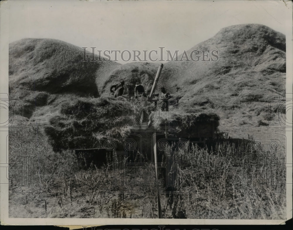 1936 Press Photo Kansas Wheat Crop Bumper - nee30048
