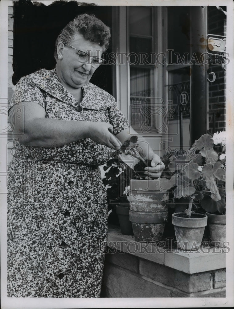 1959 Press Photo Mrs.Herman Rossi pots up geraniums to be kept for winter