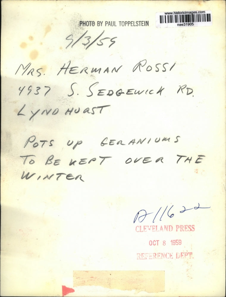 1959 Press Photo Mrs.Herman Rossi pots up geraniums to be kept for winter