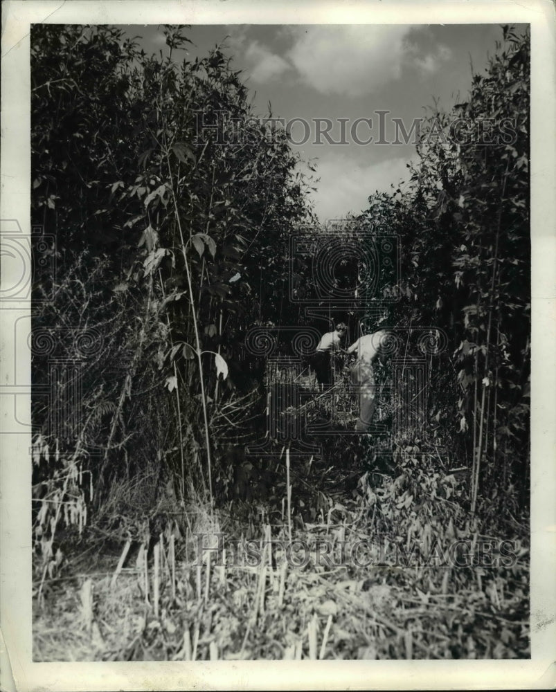 1940 Press Photo The clearing of the ragweed plant - nee32159