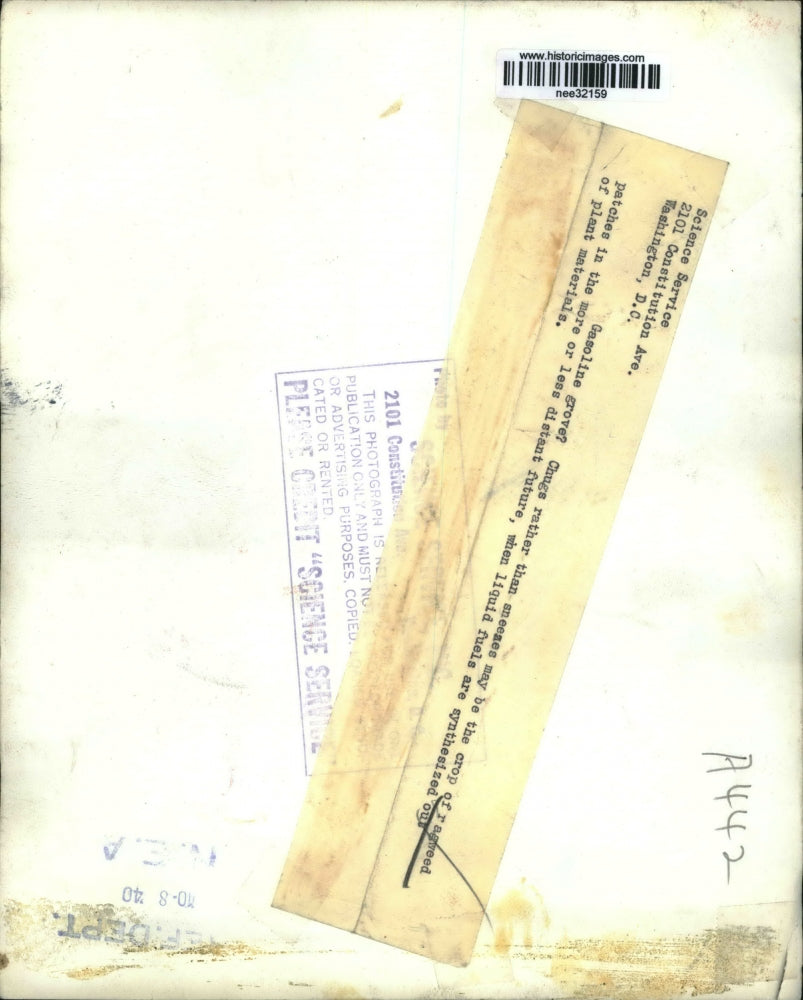 1940 Press Photo The clearing of the ragweed plant - nee32159