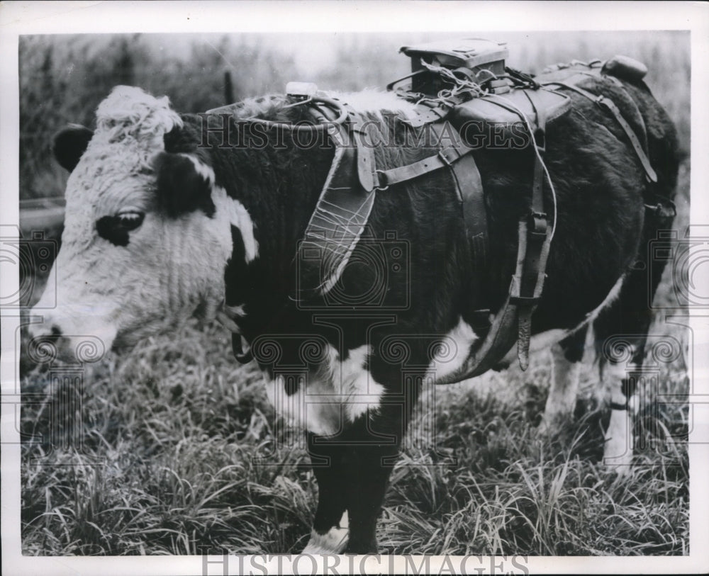1955 Press Photo Electronic Harness on Steer Records Every Movement He Makes
