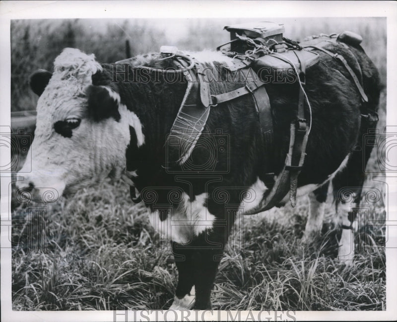 Load image into Gallery viewer, 1955 Press Photo Electronic Harness on Steer Records Every Movement He Makes
