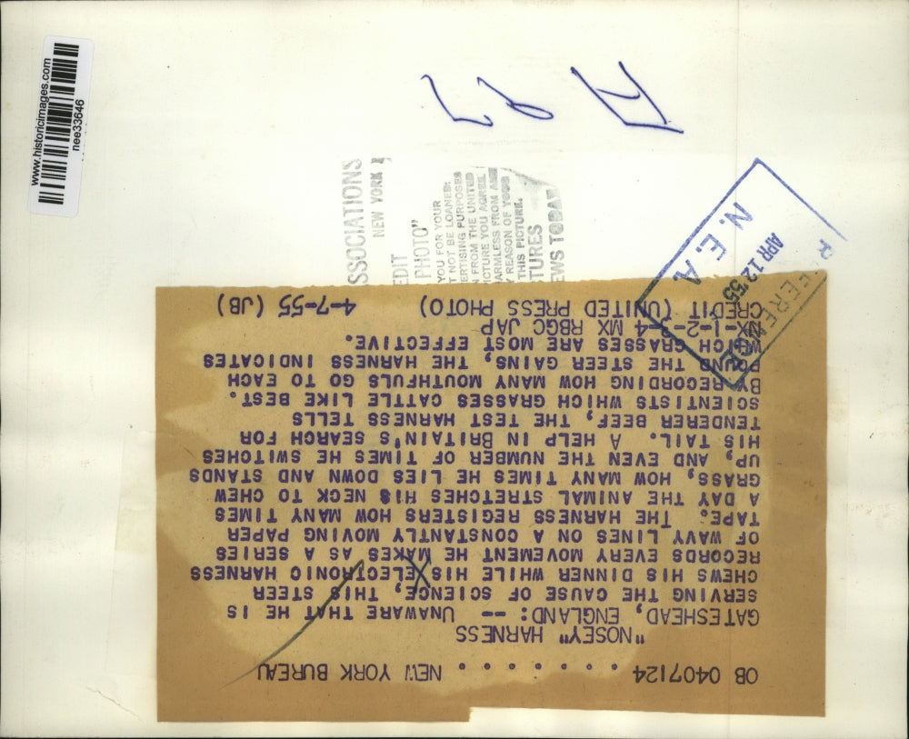 1955 Press Photo Electronic Harness on Steer Records Every Movement He Makes