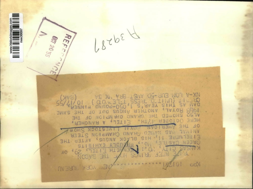 1955 Press Photo Farmer Exhibits Black Angus Steer, Eitelmere II