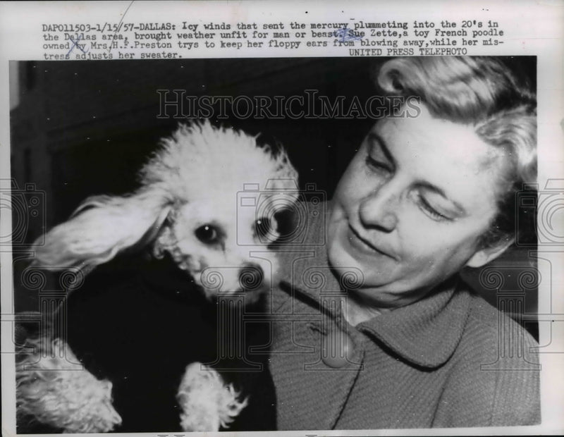 Load image into Gallery viewer, 1957 Press Photo French Poodle Sue Zette and Owner Mrs. H.F. Preston - nee36727
