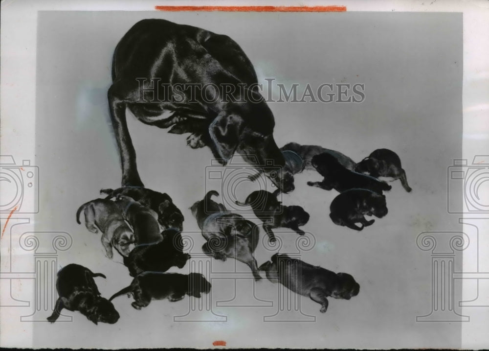 1954 Press Photo German Short Haired Hound Dog Mother & Litter Puppies