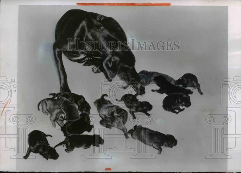 Load image into Gallery viewer, 1954 Press Photo German Short Haired Hound Dog Mother &amp; Litter Puppies
