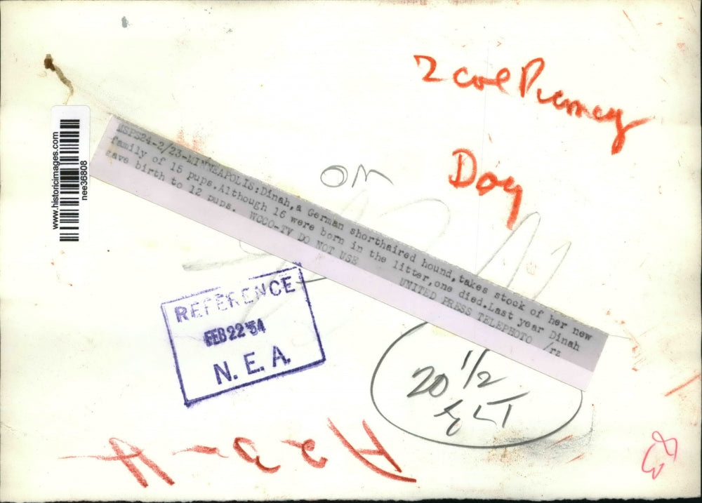 1954 Press Photo German Short Haired Hound Dog Mother & Litter Puppies