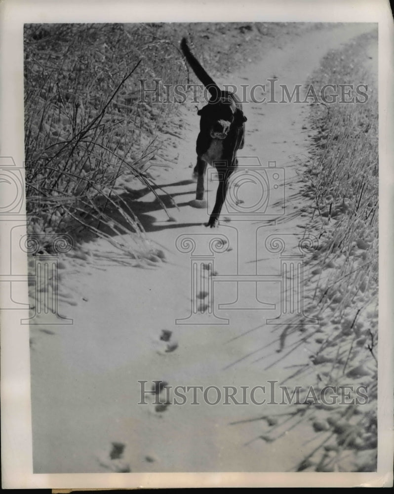 Load image into Gallery viewer, 1949 Press Photo Veteran Hound hot on a Fox Trail
