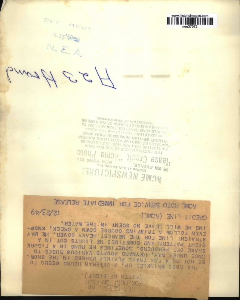 1949 Press Photo Veteran Hound hot on a Fox Trail