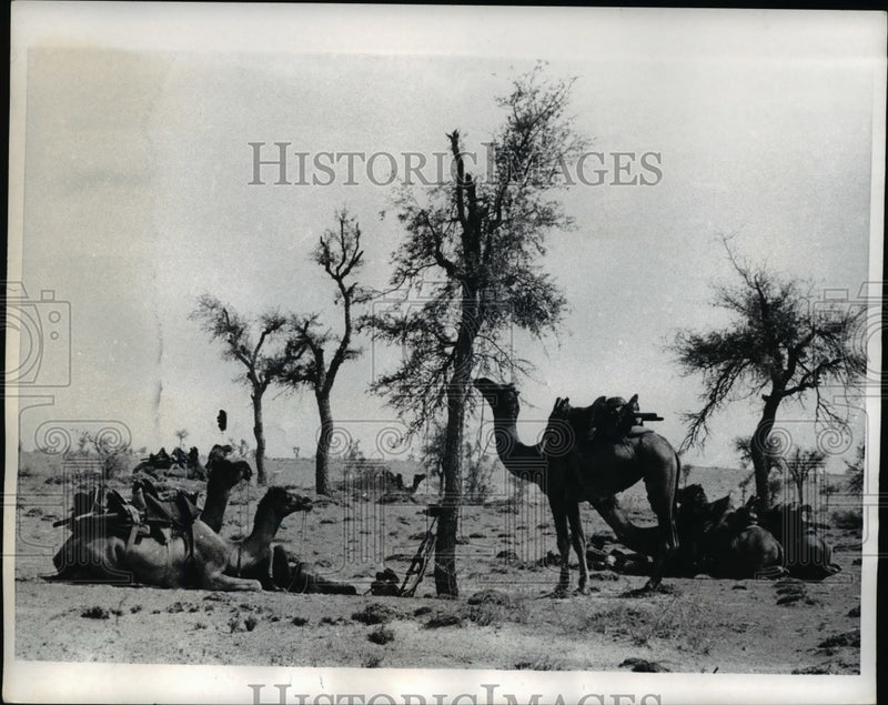 Load image into Gallery viewer, 1969 Press Photo The camels on the sidelines of the desert - nee37397
