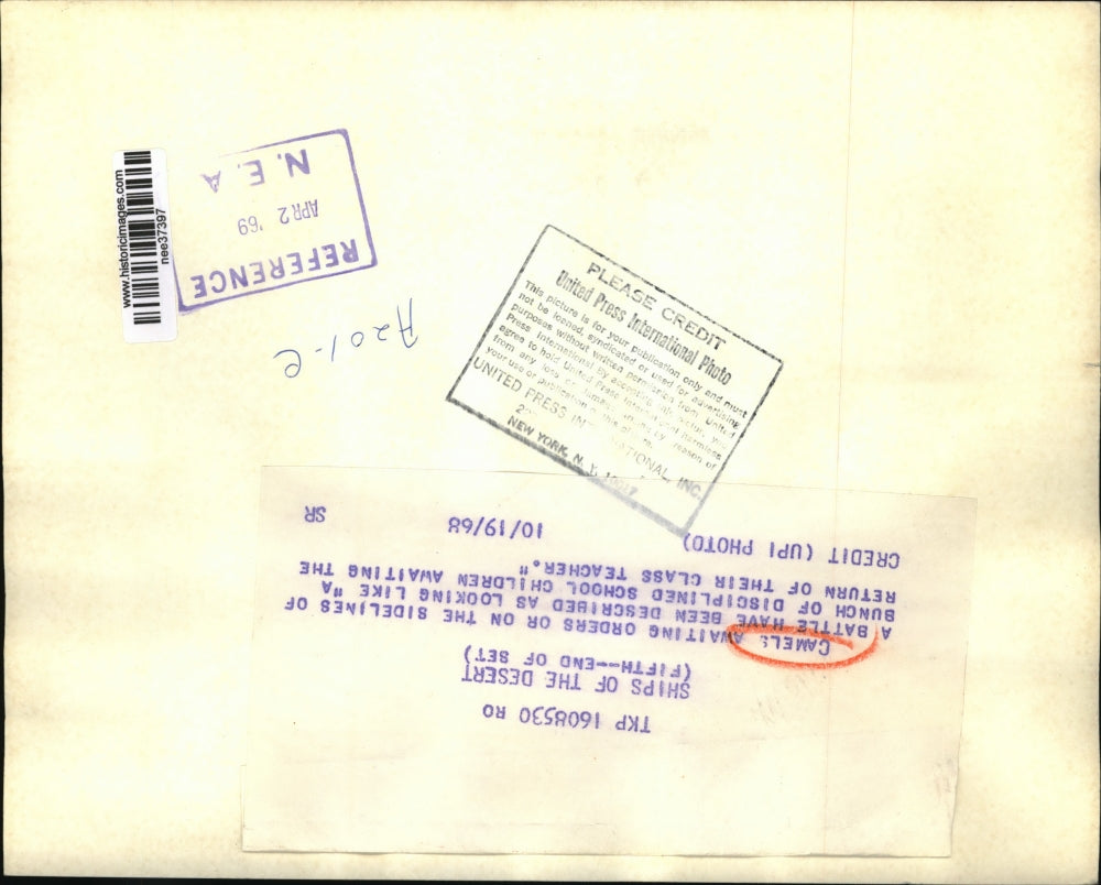 1969 Press Photo The camels on the sidelines of the desert - nee37397