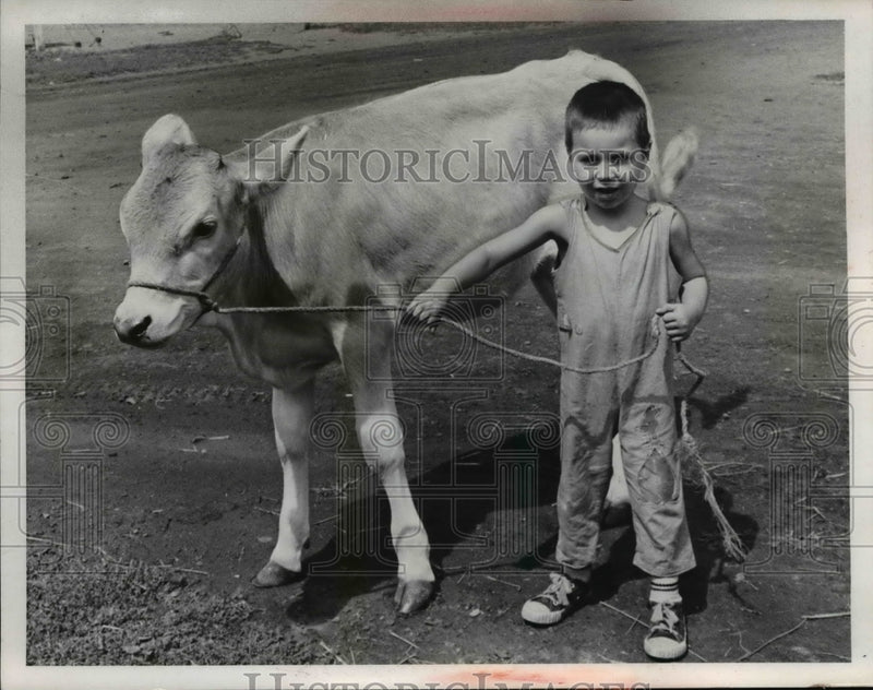 Load image into Gallery viewer, Press Photo Paul John Peterson Age 3 &amp; Brown Swiss Calf at Uncles Farm
