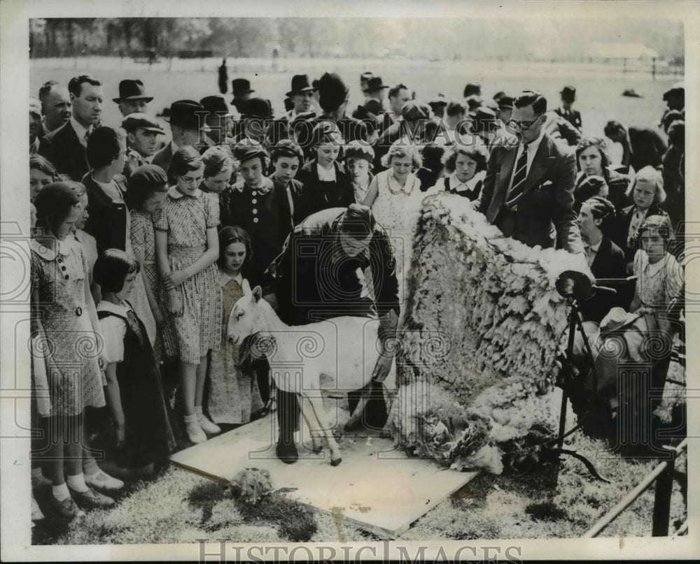 1939 Press Photo Sheep-shearing contest in London England - nee37470