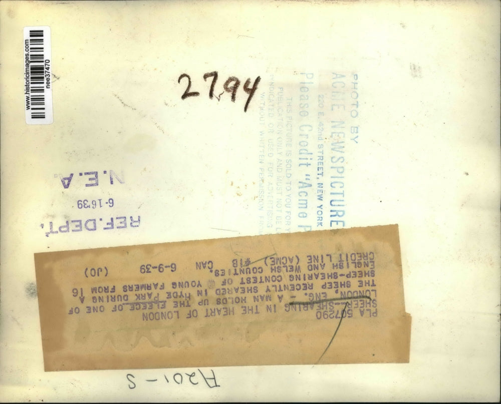 1939 Press Photo Sheep-shearing contest in London England - nee37470