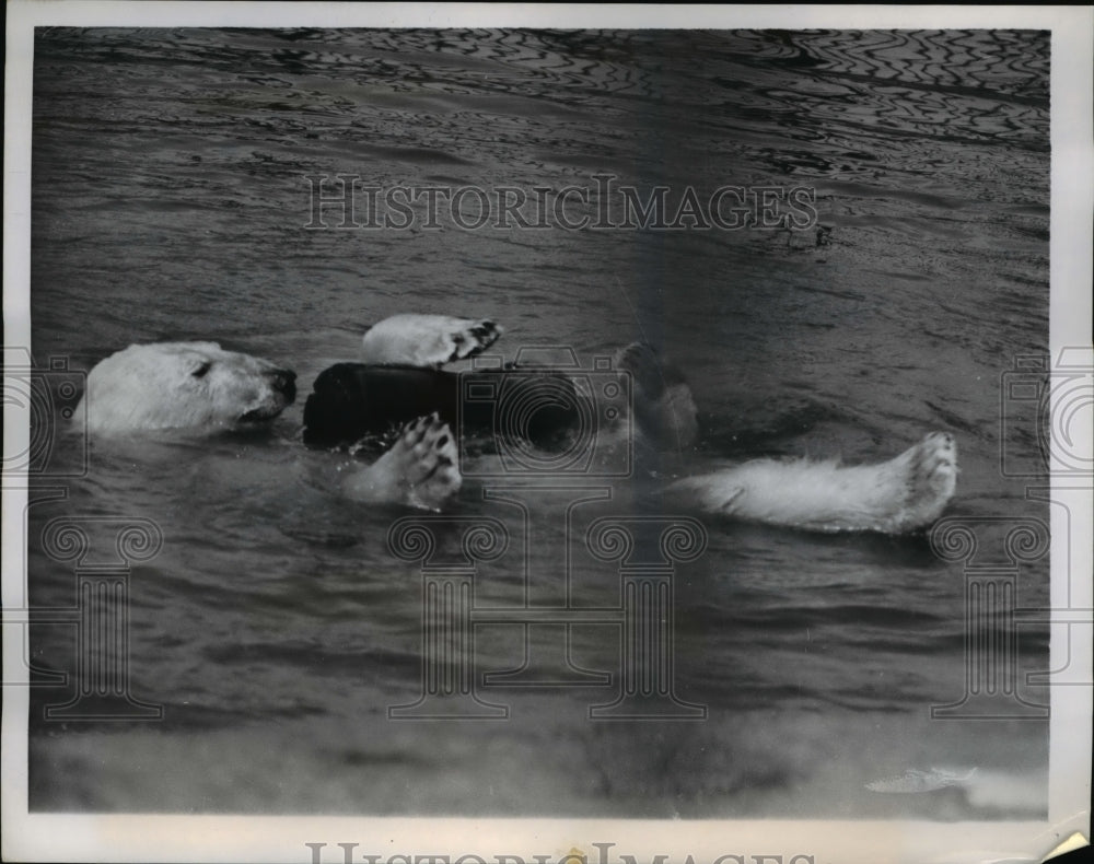 1958 Press Photo Polar engaging in log-rolling while cooling off, Whipsnade, ENG