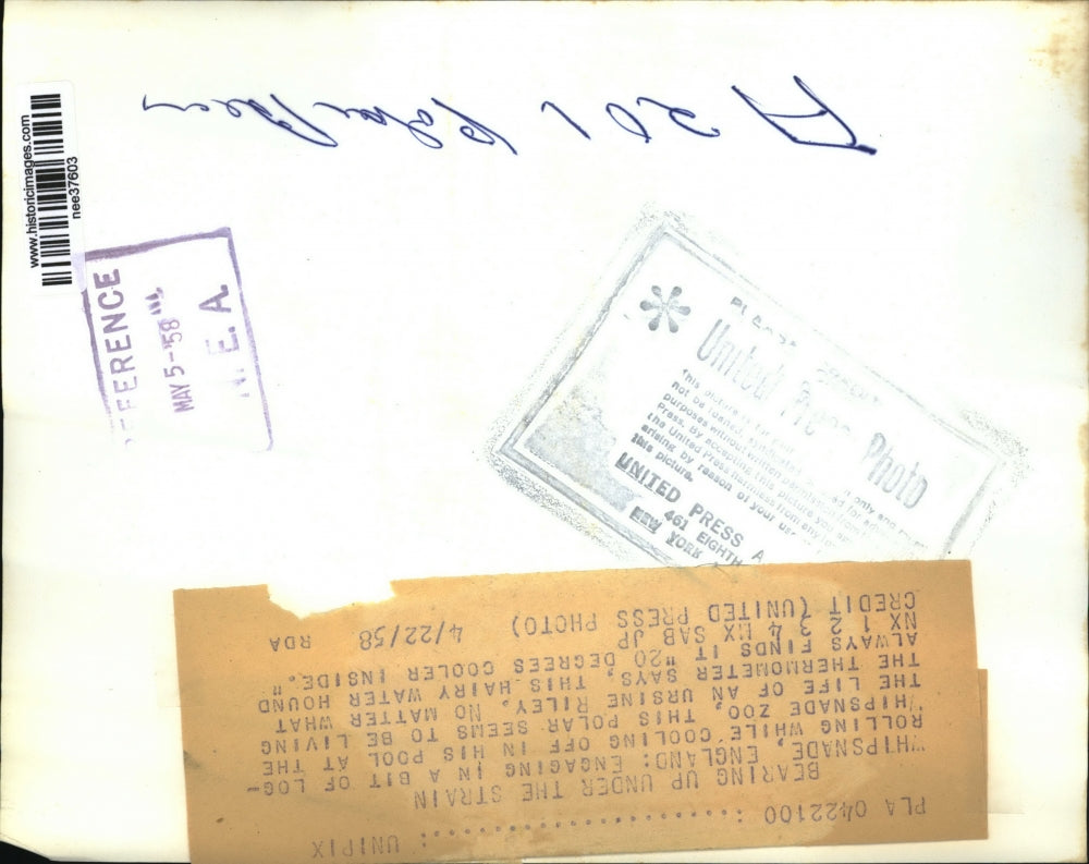 1958 Press Photo Polar engaging in log-rolling while cooling off, Whipsnade, ENG