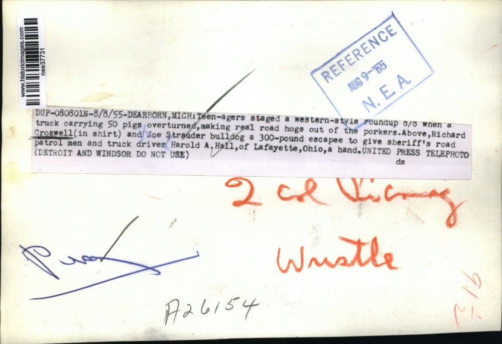 1955 Press Photo The teenagers staged a Western style roudup with the hogs