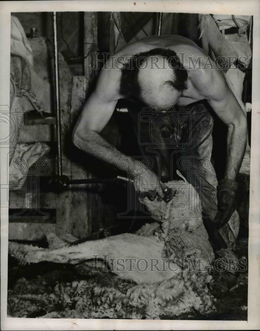1946 Press Photo Electric Clippers Used by Ed Calles Increase Shearing 25-40%