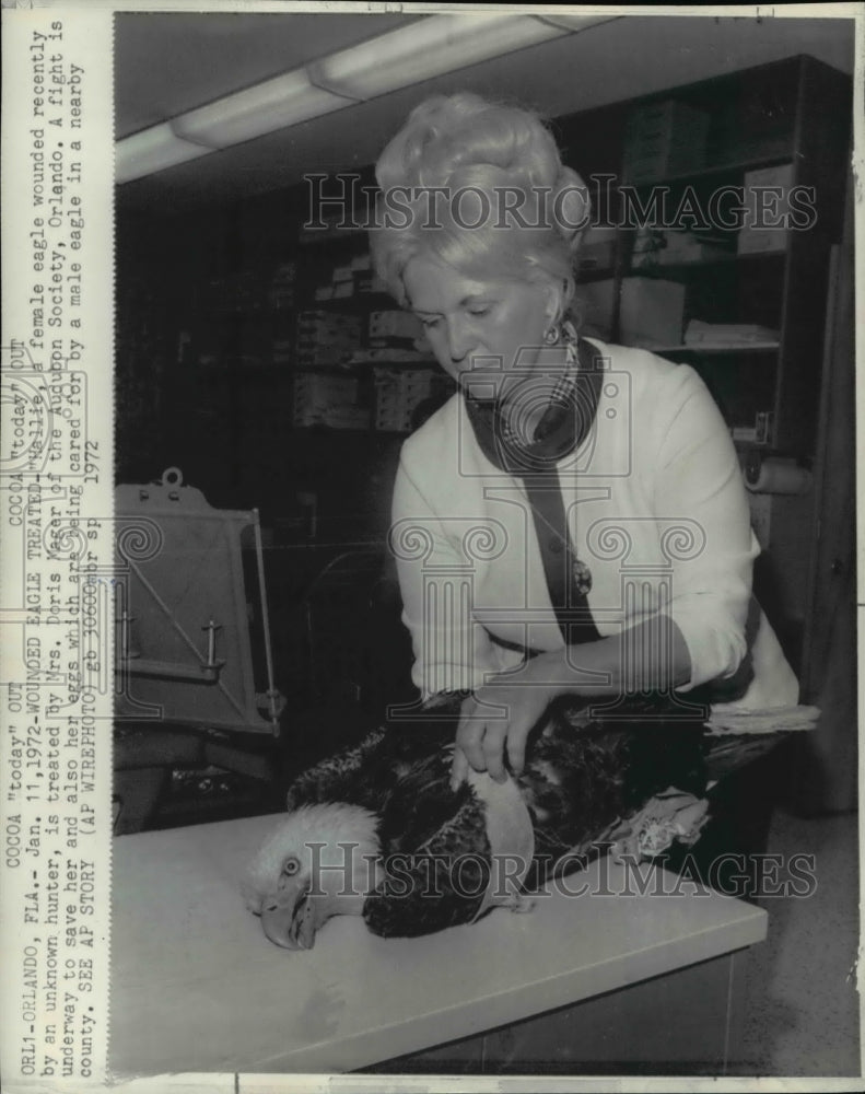 1972 Press Photo Hallie Female is Wounded by Hunter Doris Mager Nursing Bird