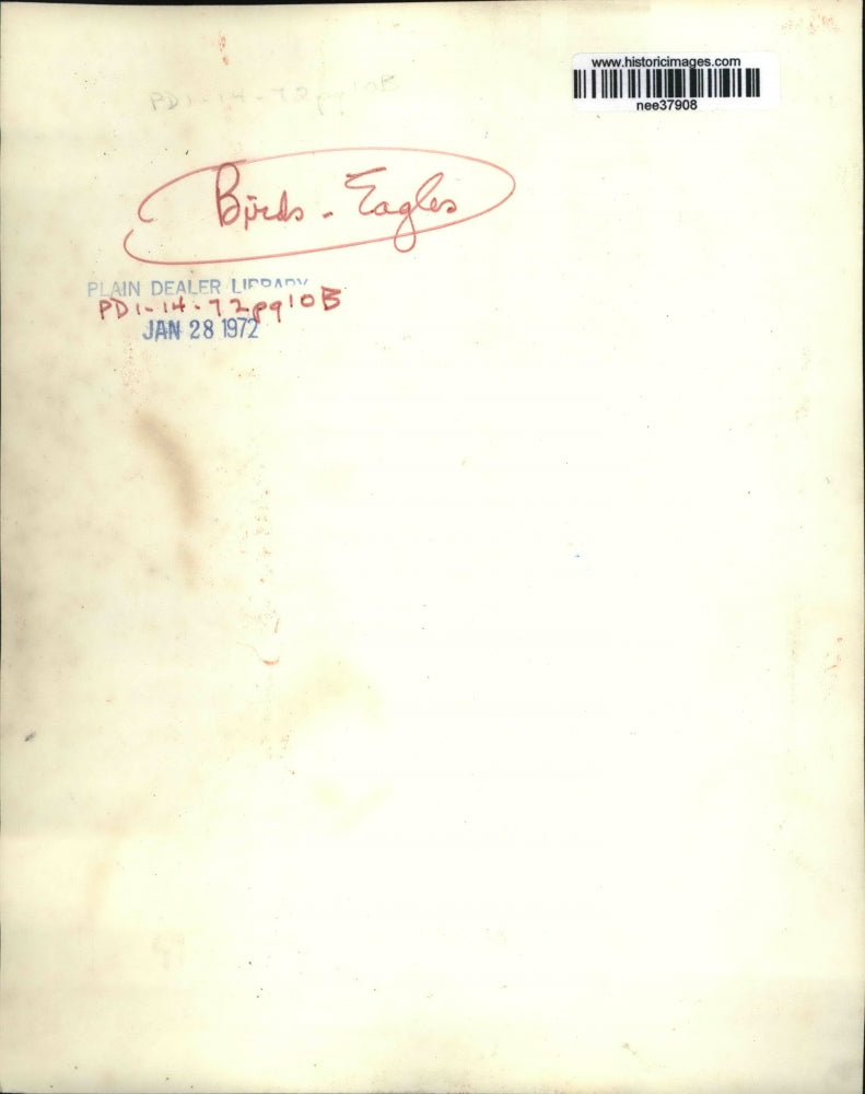 1972 Press Photo Hallie Female is Wounded by Hunter Doris Mager Nursing Bird