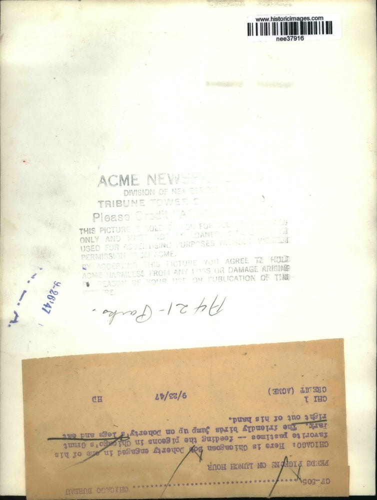 1947 Press Photo Chicago's Grant Park Friendly Birds Land on Mans Legs