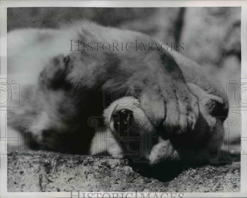 Load image into Gallery viewer, 1954 Press Photo Polar Bear Covering Eyes at London Zoo - nee38078
