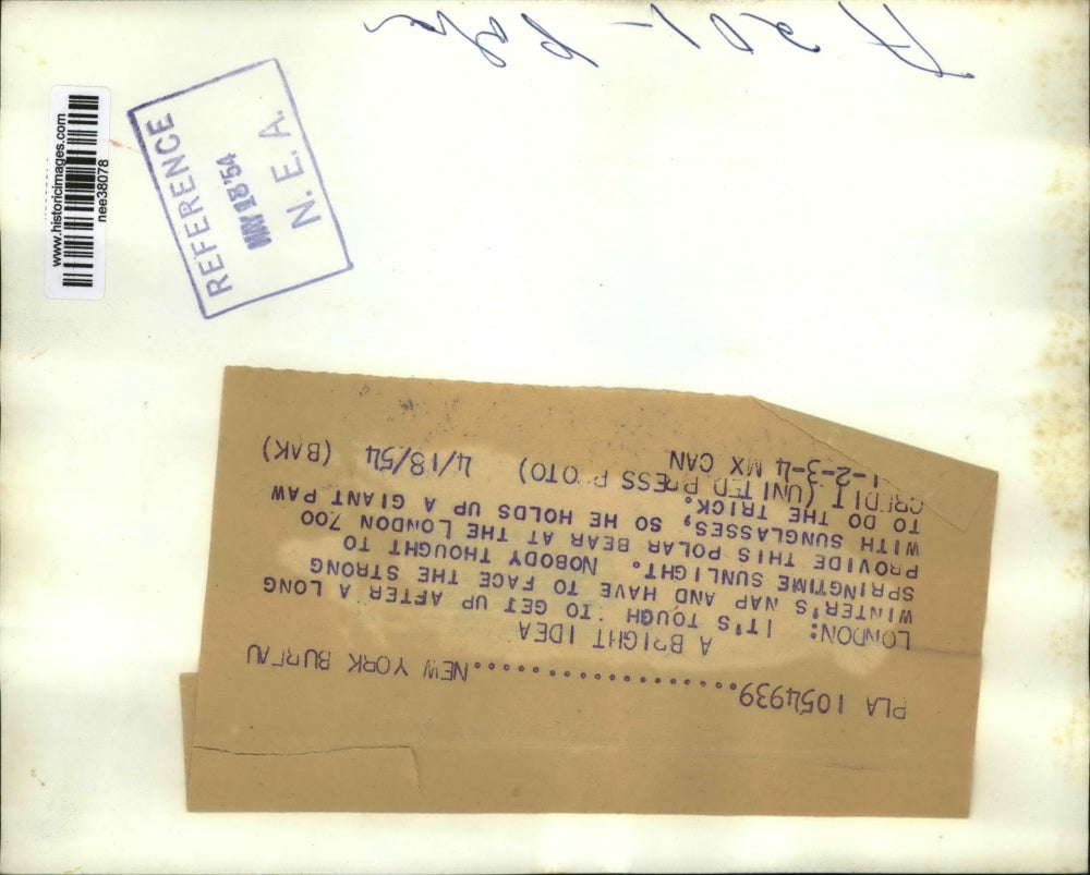 1954 Press Photo Polar Bear Covering Eyes at London Zoo - nee38078