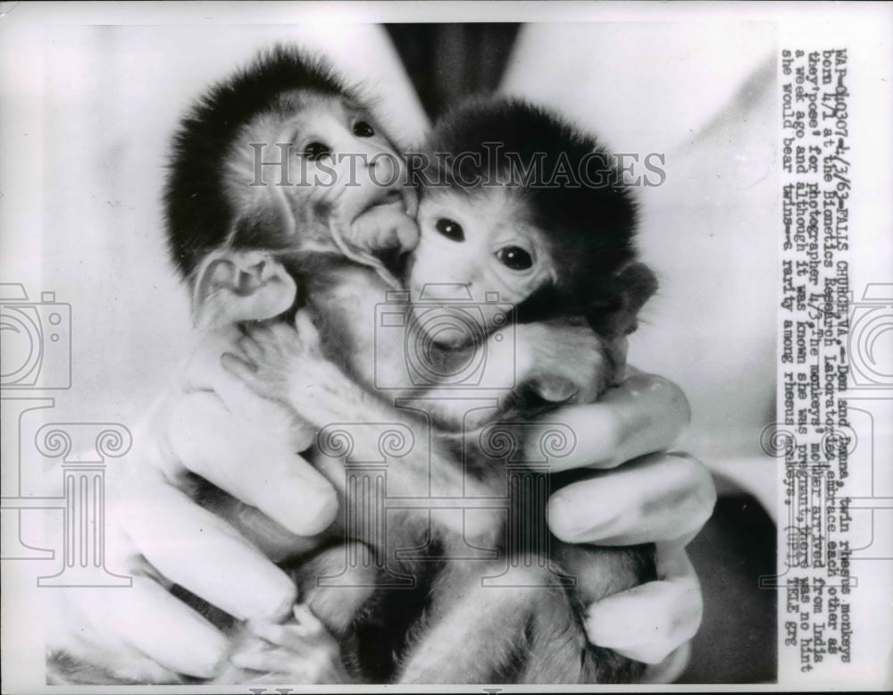 1963 Press Photo Twin Rhesus Monkeys at Bionetics Research Laboratory in Virgini